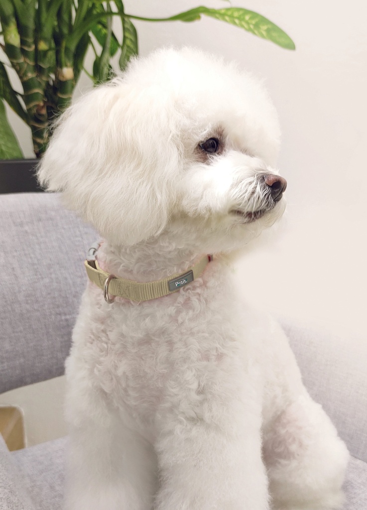 [A611210] COLLAR PARA MASCOTA S, BEIGE